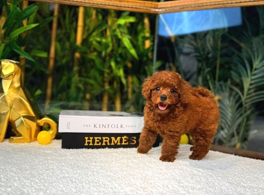 Orijinal  Toy Poodle Yavrular  724 Destek görsel