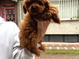 Efsane Poodle Bebekler