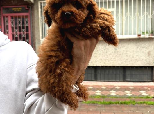Efsane Poodle Bebekler görsel