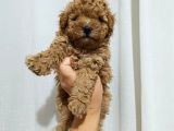 Orijinal toy poodle 