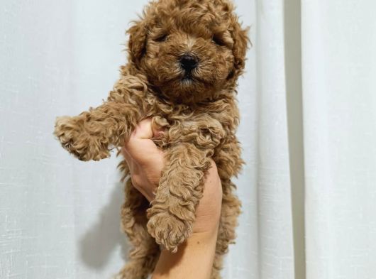 Orijinal Toy Poodle 