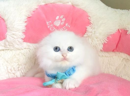 Maviş Pamuk White Scotısh Fold Bebegim görsel