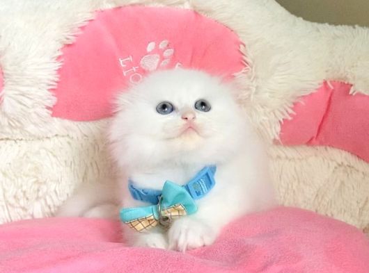 Maviş Pamuk White Scotısh Fold Bebegim görsel