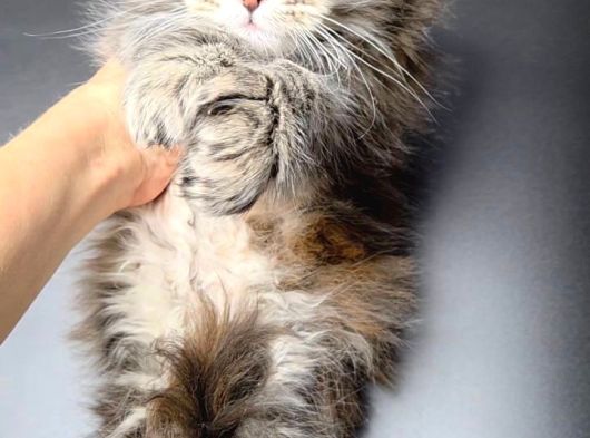 Mainecoon Polydactyl Dişi görsel