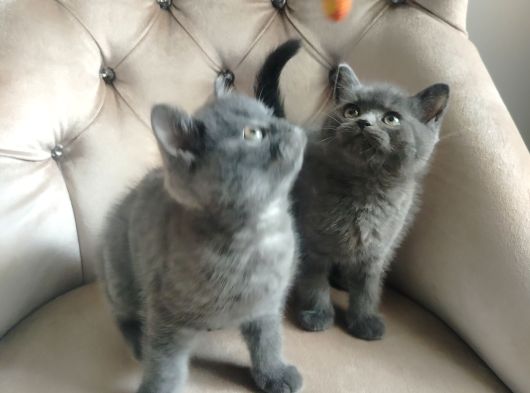 Bakmadan Geçme Her Renk Yavru Irk İçi̇n görsel