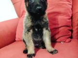Üst Kalite Belçika Yavruları