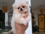 Pomerian boo yavrumuz