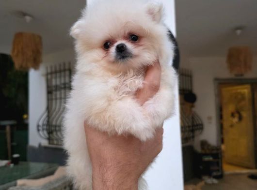 Pomerian Boo Yavrumuz