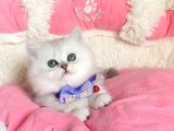 Özel sevenlere kalite silver british longhair bebeklerim