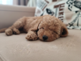 Pofuduk Toy Poodle Yavrular
