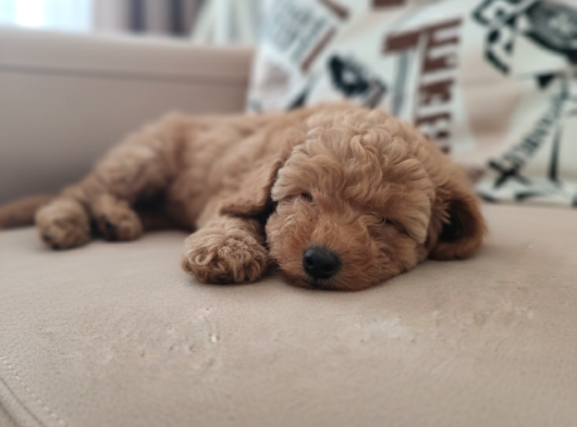 Pofuduk Toy Poodle Yavrular görsel
