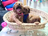 Gerçek Orji̇nal A Kali̇te Cavapoo Yavrular
