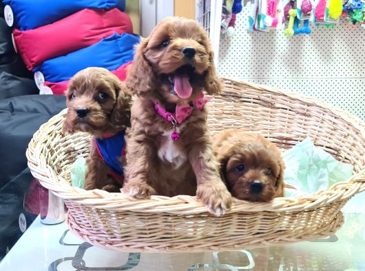 Gerçek Orji̇nal A Kali̇te Cavapoo Yavrular görsel