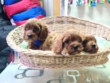 Gerçek Orji̇nal A Kali̇te Cavapoo Yavrular