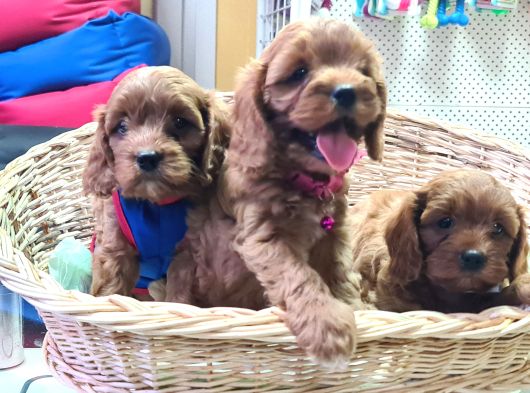 Gerçek Orji̇nal A Kali̇te Cavapoo Yavrular görsel