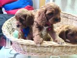 Gerçek Orji̇nal A Kali̇te Cavapoo Yavrular