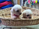 Gerçek Bi̇chon Fri̇se Yavrular İstanbul Köpek Çi̇ftli̇ği̇nde