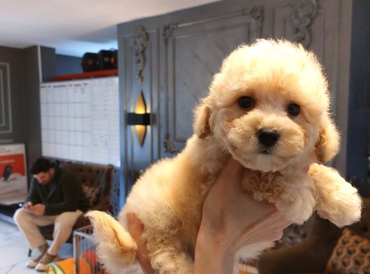 Tea  Cup Malti̇poo Bebekleri̇ Si̇zleri̇ Bekli̇yor görsel