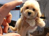 TEA  CUP MALTİPOO BEBEKLERİ SİZLERİ BEKLİYOR