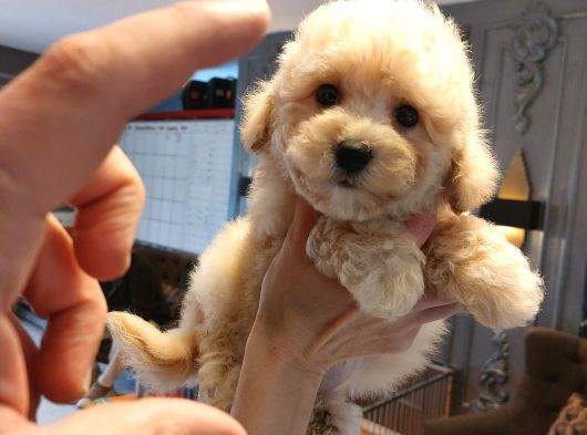 Tea  Cup Malti̇poo Bebekleri̇ Si̇zleri̇ Bekli̇yor