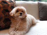 EĞİTİMLİ ÖZEL MALTİPOO YAVRULARİ ISTANBUL