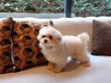 Türki̇yeni̇n En Özel Malti̇poo Yavrulari̇ Istanbul