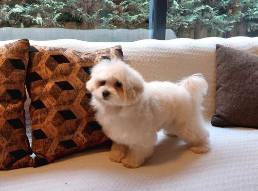 Türki̇yeni̇n En Özel Malti̇poo Yavrulari̇ Istanbul görsel