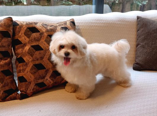 Türki̇yeni̇n En Özel Malti̇poo Yavrulari̇ Istanbul