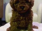 A Kalite Kore Kan Toy Poodle Yavrular