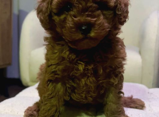A Kalite Kore Kan Toy Poodle Yavrular görsel