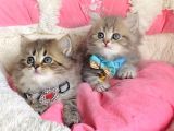 Özel Sevenlere Kalite Silver British Longhair Bebeklerim