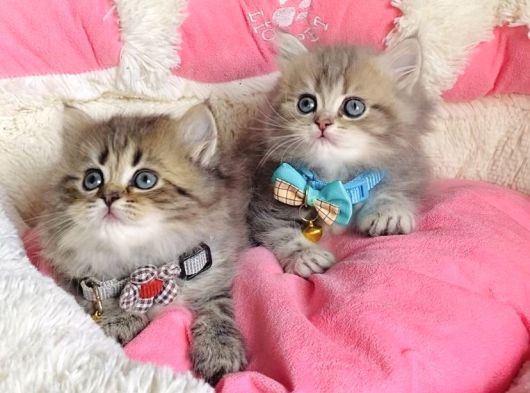 Özel Sevenlere Kalite Silver British Longhair Bebeklerim görsel