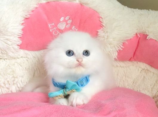 Maviş Pamuk White Scotısh Fold Bebegim görsel
