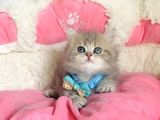 Özel Sevenlere Kalite Silver British Longhair Bebeklerim