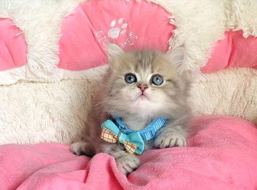 Özel Sevenlere Kalite Silver British Longhair Bebeklerim görsel