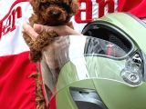 Efsane Toy Poodle Yavrular