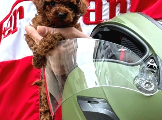 Efsane Toy Poodle Yavrular görsel