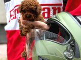 Efsane Toy Poodle Yavrular