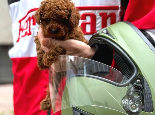 Efsane Toy Poodle Yavrular görsel