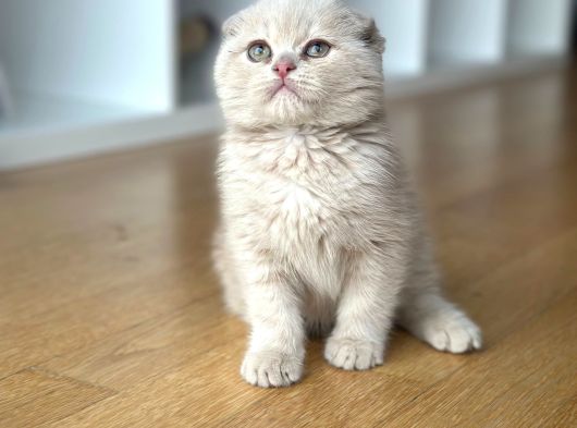 Lilac Scotish Fold Yavrumuz Yeni Yuvasını Arıyor görsel