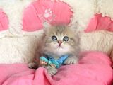 Özel Sevenlere Kalite Silver British Longhair Bebeklerim