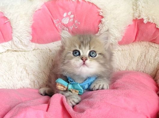 Özel Sevenlere Kalite Silver British Longhair Bebeklerim görsel