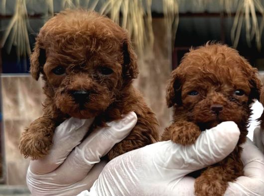 Orijinal Toy Poodle  görsel
