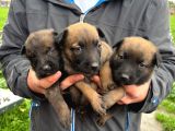 Üst Seviye Koruma Adayı Malinois Yavrular