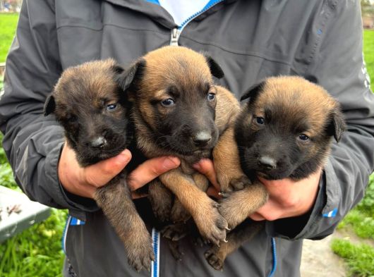 Üst Seviye Koruma Adayı Malinois Yavrular görsel