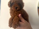 A Kalite Kore Kan Toy Poodle Yavrular