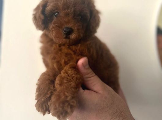 A Kalite Kore Kan Toy Poodle Yavrular görsel
