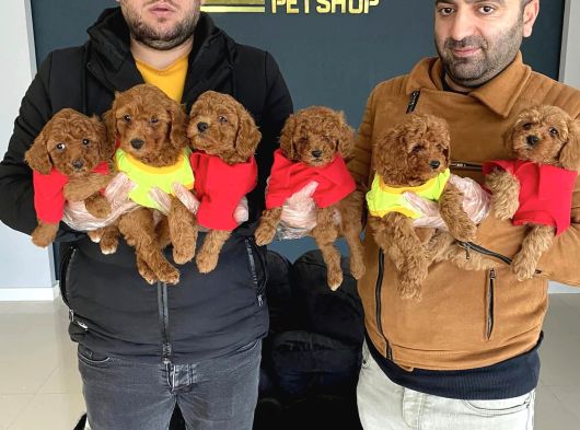 Toy Poodle Dünyasindan Renk Renk Yavrular Ankara görsel