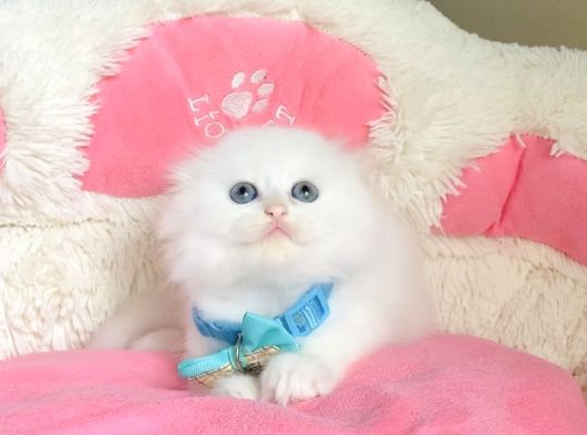 Maviş Pamuk White Scotısh Fold Bebegim görsel