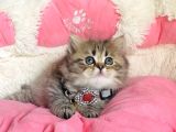 Özel Sevenlere Kalite Silver British Longhair Bebeklerim